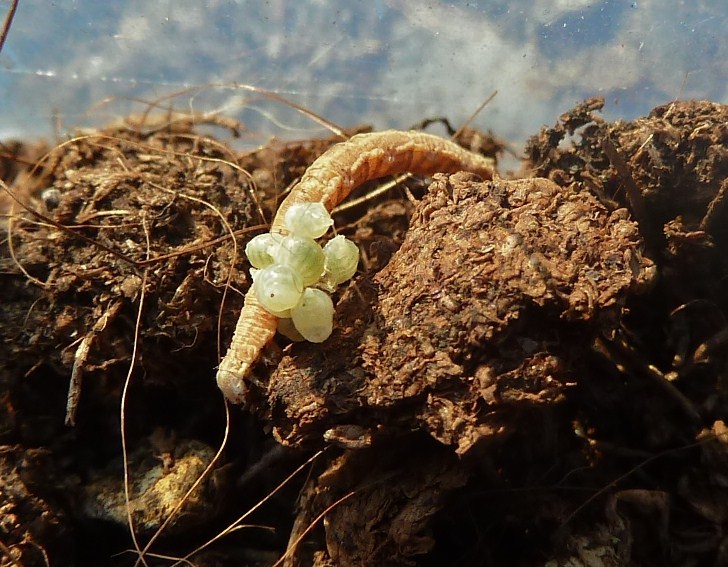 Parassitoidi su Lepidottero: acari? No, Euplectrus sp. (Eulophidae)