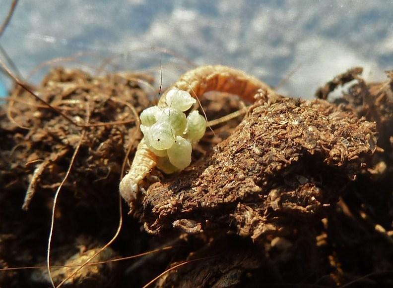 Parassitoidi su Lepidottero: acari? No, Euplectrus sp. (Eulophidae)