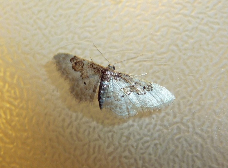 Idaea rusticata?