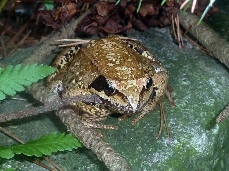 Rana temporaria