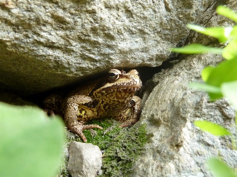 Rana temporaria