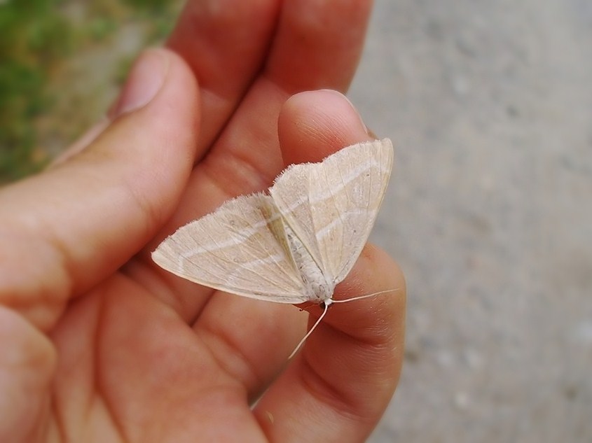 Hylaea fasciaria forma 