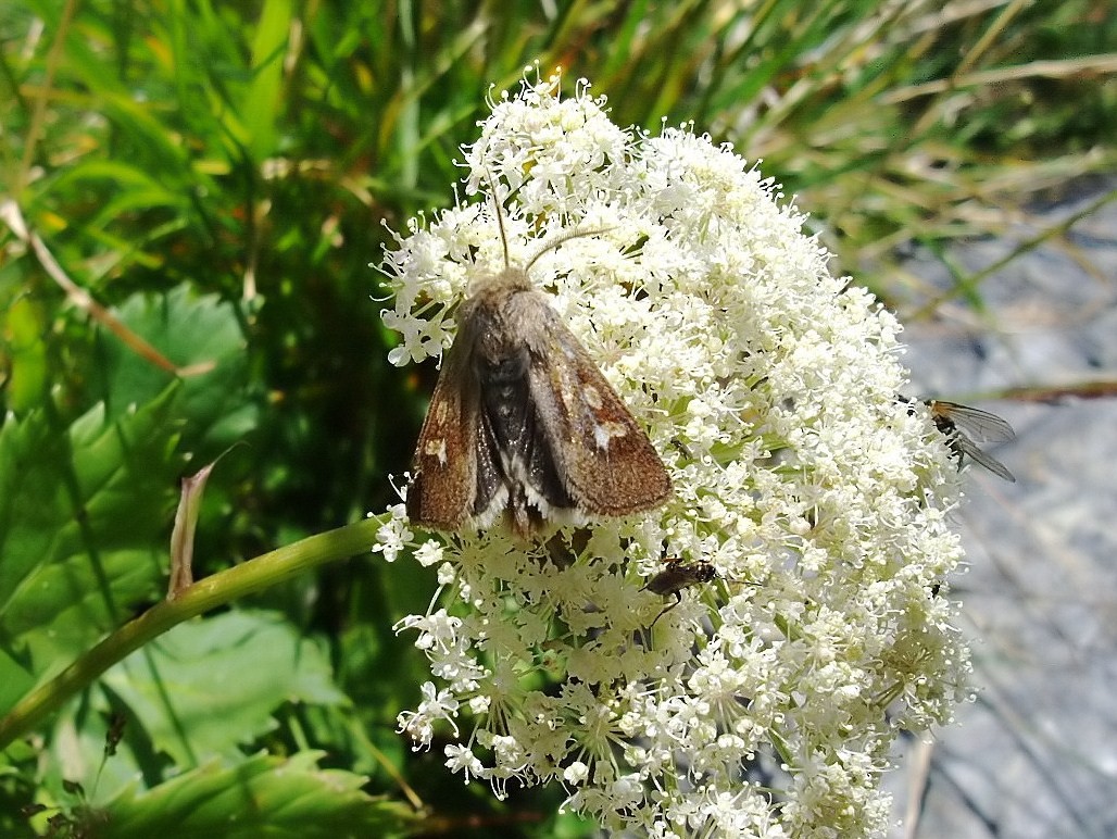 Falena d''alta quota (id.) - Cerapteryx graminis