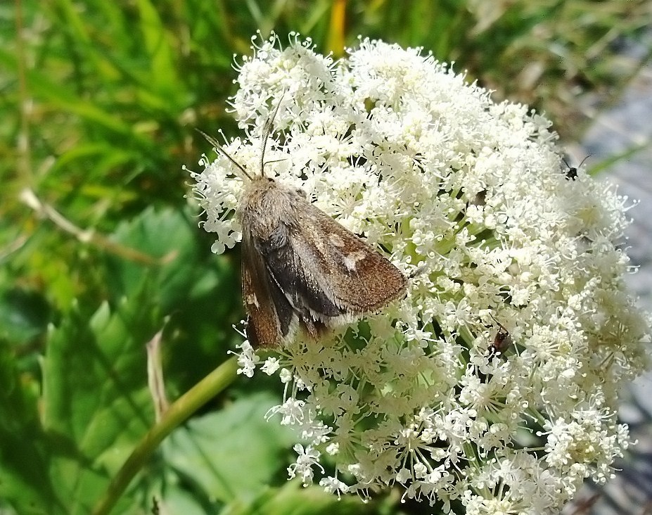 Falena d''alta quota (id.) - Cerapteryx graminis