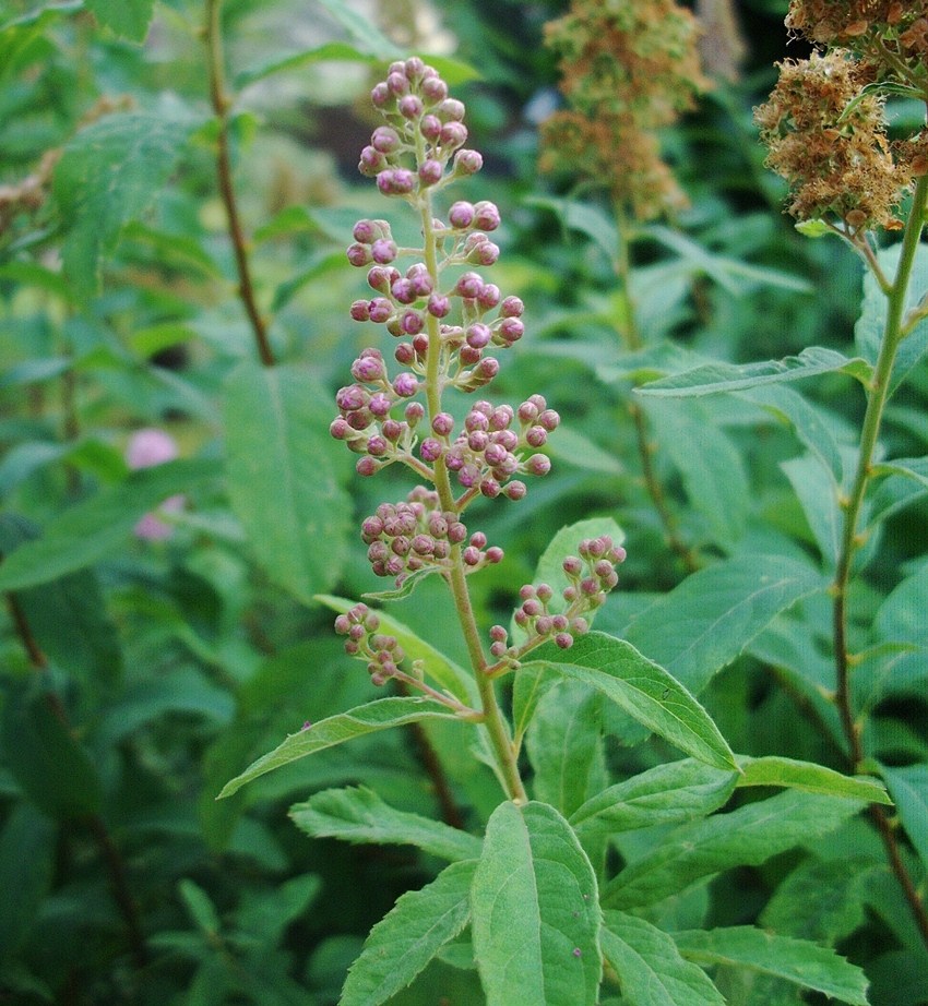 Spiraea salicifolia / Spirea a foglie di salice