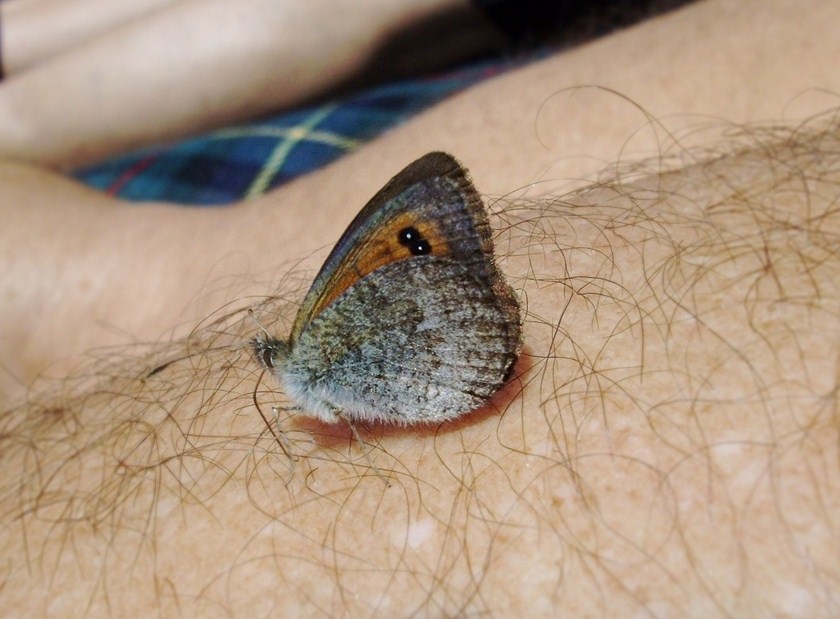 Erebia ...?
