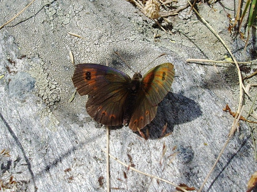 Erebia ...?