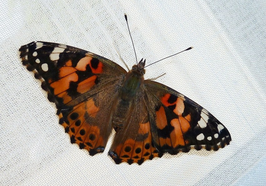 Dal bruco all''adulto: Vanessa cardui