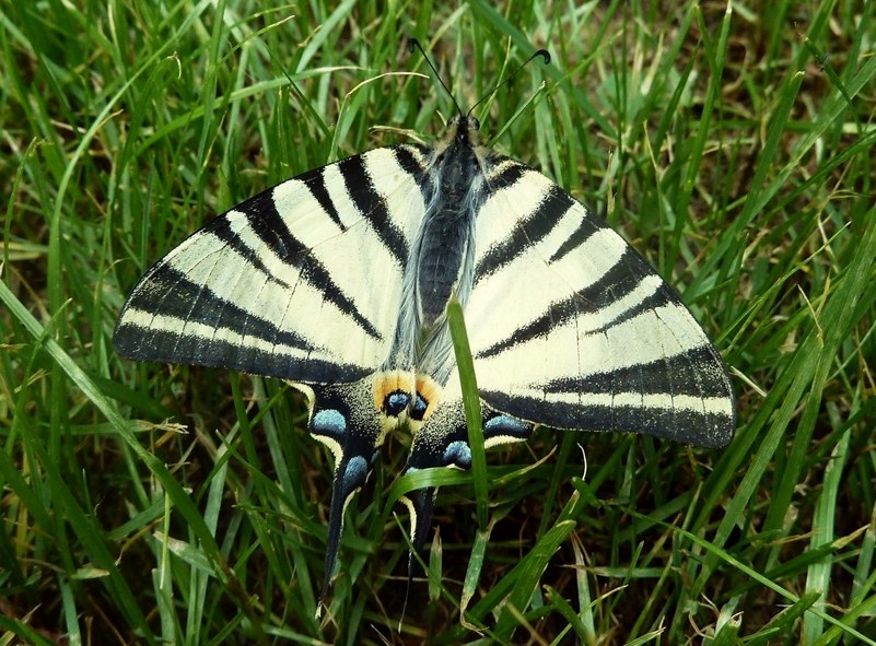 anthocharis cardamines