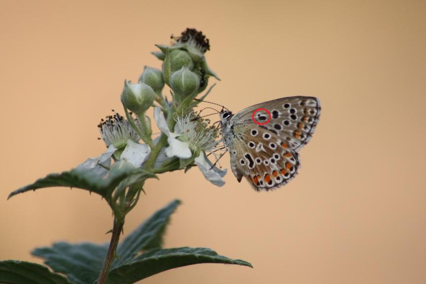 plebejus sp?