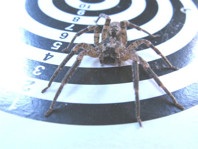 Zoropsis spinimana