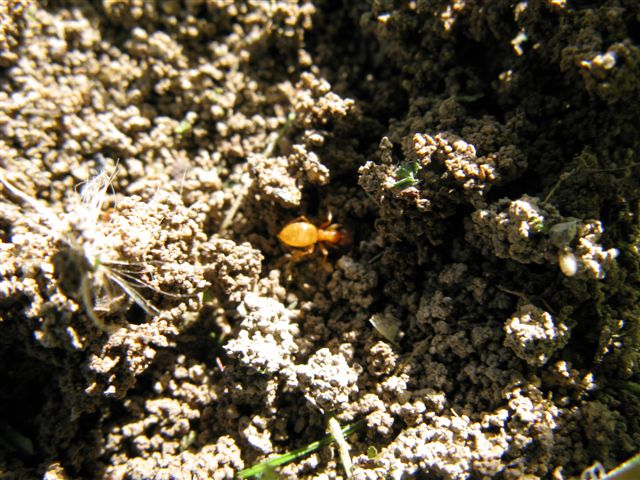 Formicaio di Lasius cfr flavus
