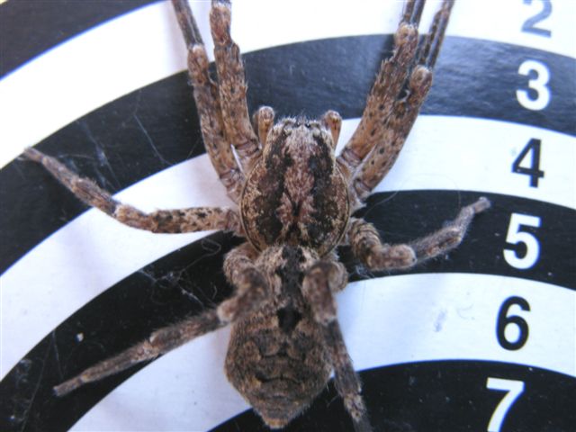 Zoropsis spinimana