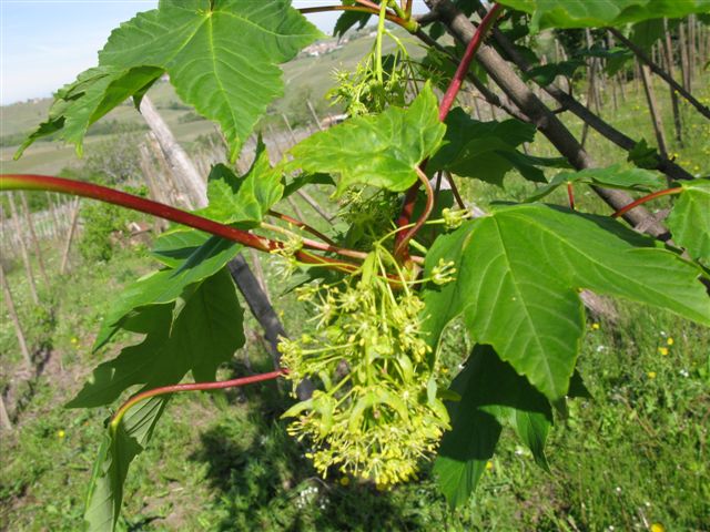 Acero da id. - Acer cfr. pseudoplatanus
