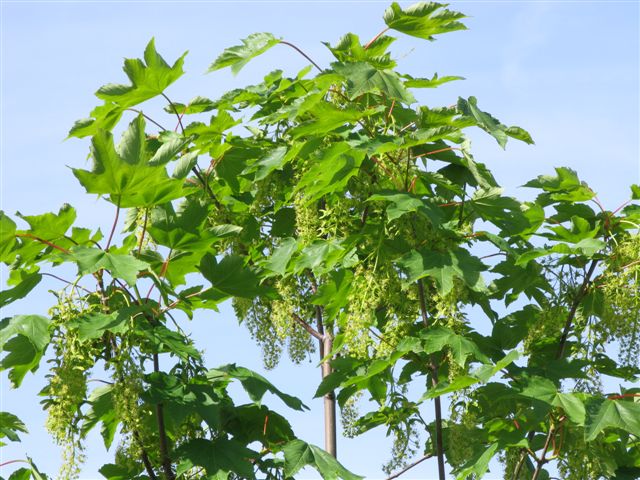 Acero da id. - Acer cfr. pseudoplatanus