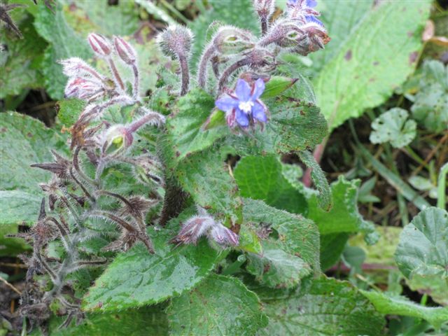 Boragine fiorita - Borago officinalis