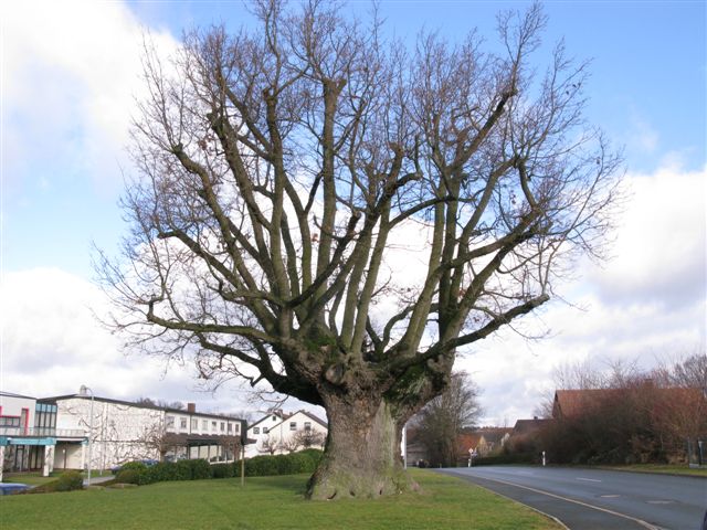 La quercia larga