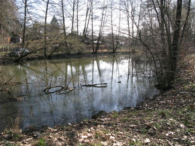 Rane tedesche (temporarie ?) - Rana temporaria