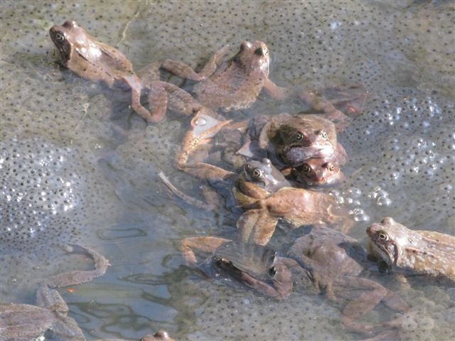 Rane tedesche (temporarie ?) - Rana temporaria