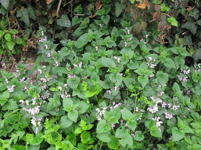 Lamium maculatum (e L. purpureum)
