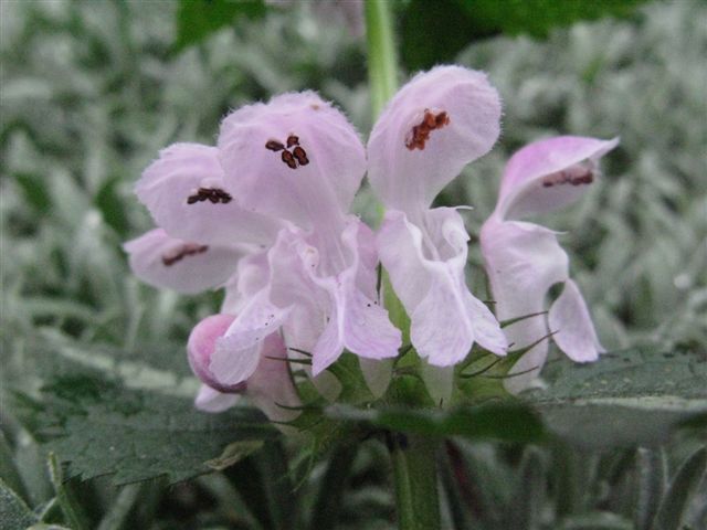 Lamium maculatum (e L. purpureum)