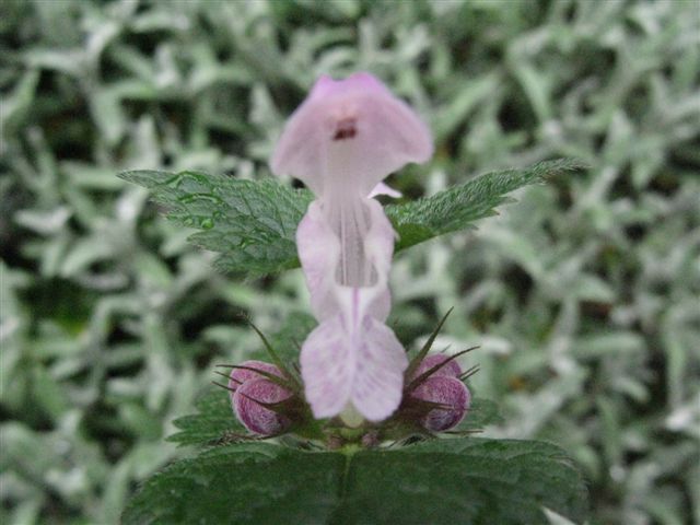 Lamium maculatum (e L. purpureum)