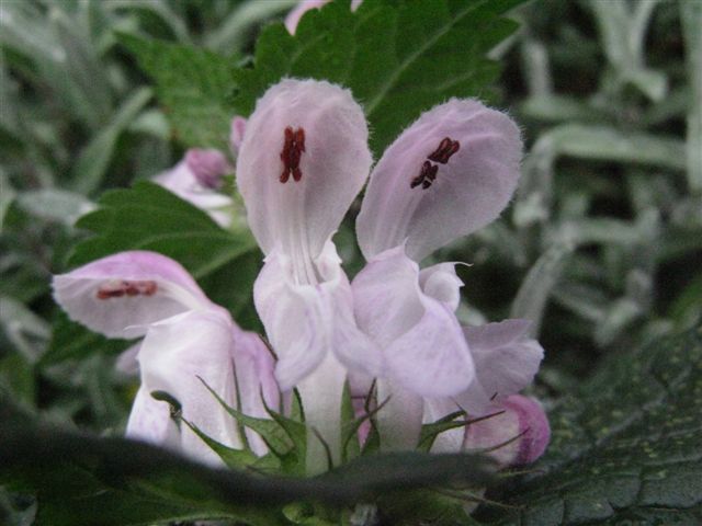 Lamium maculatum (e L. purpureum)