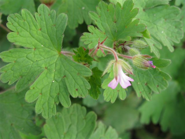 Geranium rotundifolium
