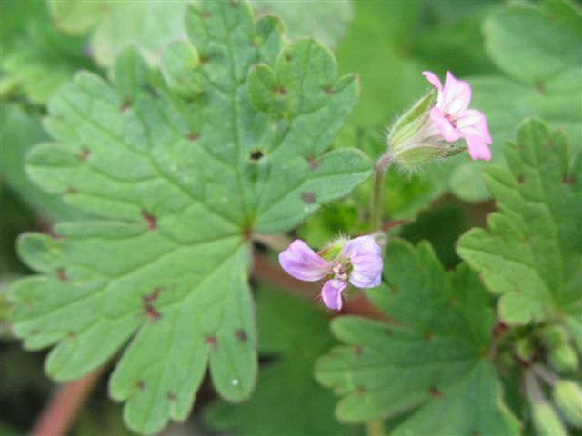 Geranium rotundifolium