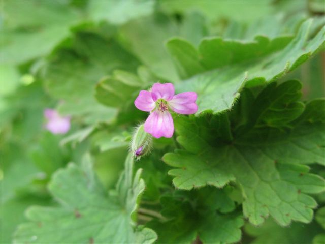Geranium rotundifolium