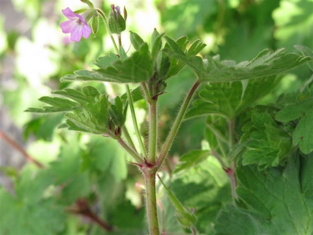 Geranium rotundifolium