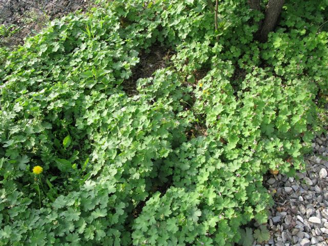 Geranium rotundifolium
