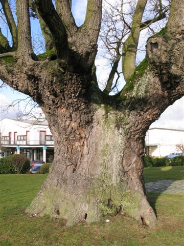 La quercia larga