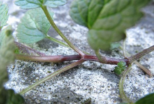 Lamium maculatum (e L. purpureum)