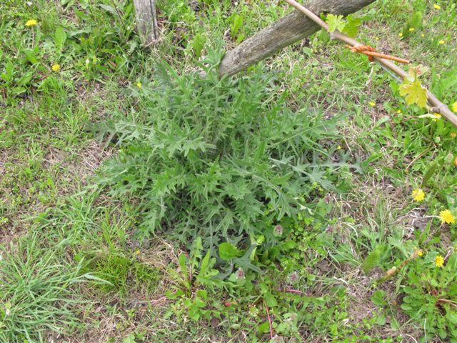 Cirsium vulgare