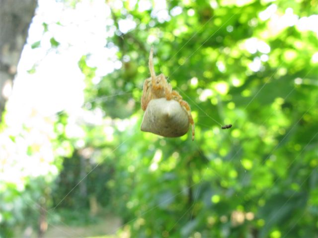 A decine nel vigneto