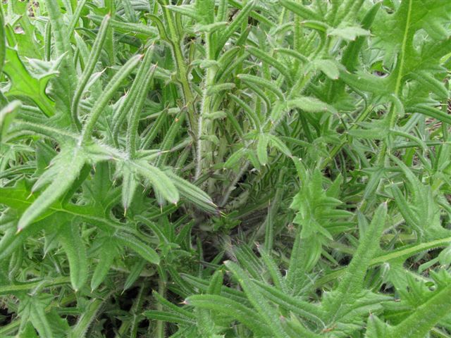 Cirsium vulgare