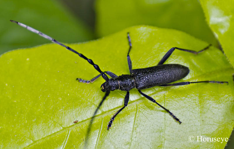 Cerambix scopolii    (Cerambycidae)
