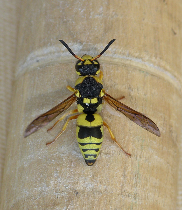Euodynerus sp., Vespidae Eumeninae