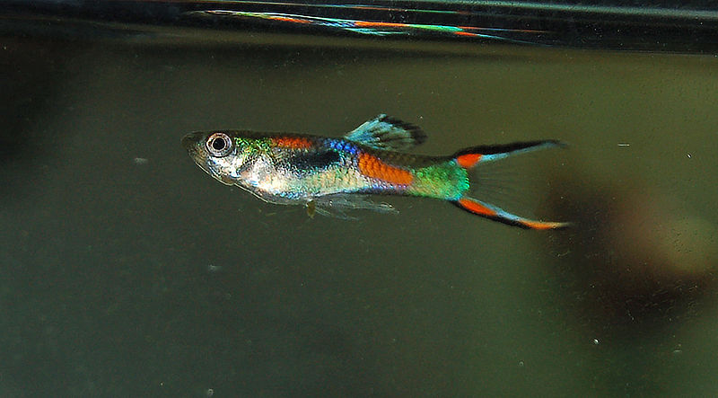 Guppy selvatici in provincia di Viterbo