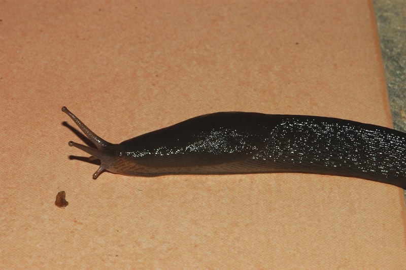 Limax gruppo corsicus da Cellole (CE)