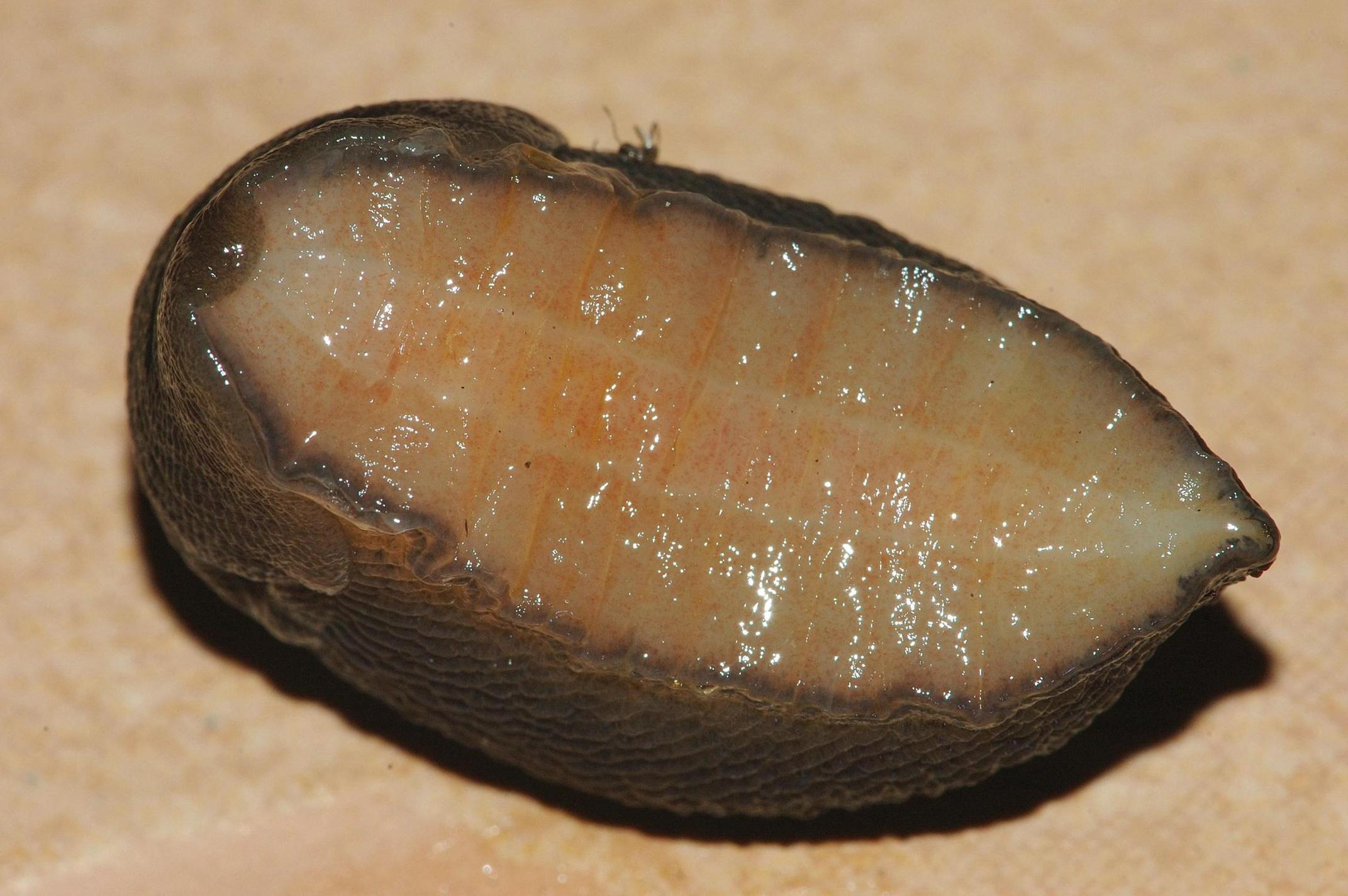 Limax gruppo corsicus da Cellole (CE)