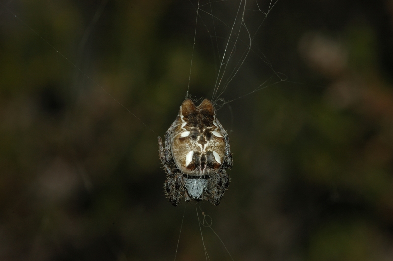 Cyrtophora citricola