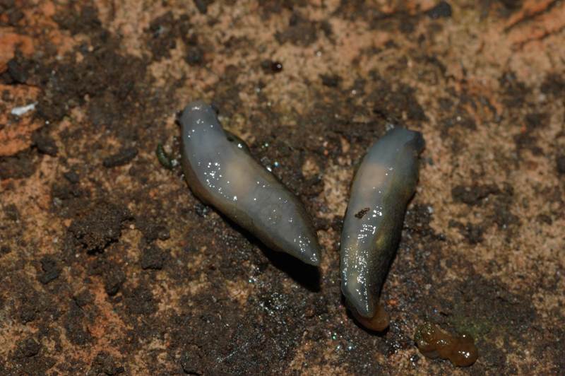 Limacus flavus da Capri