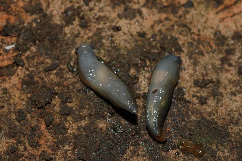 Limacus flavus da Capri