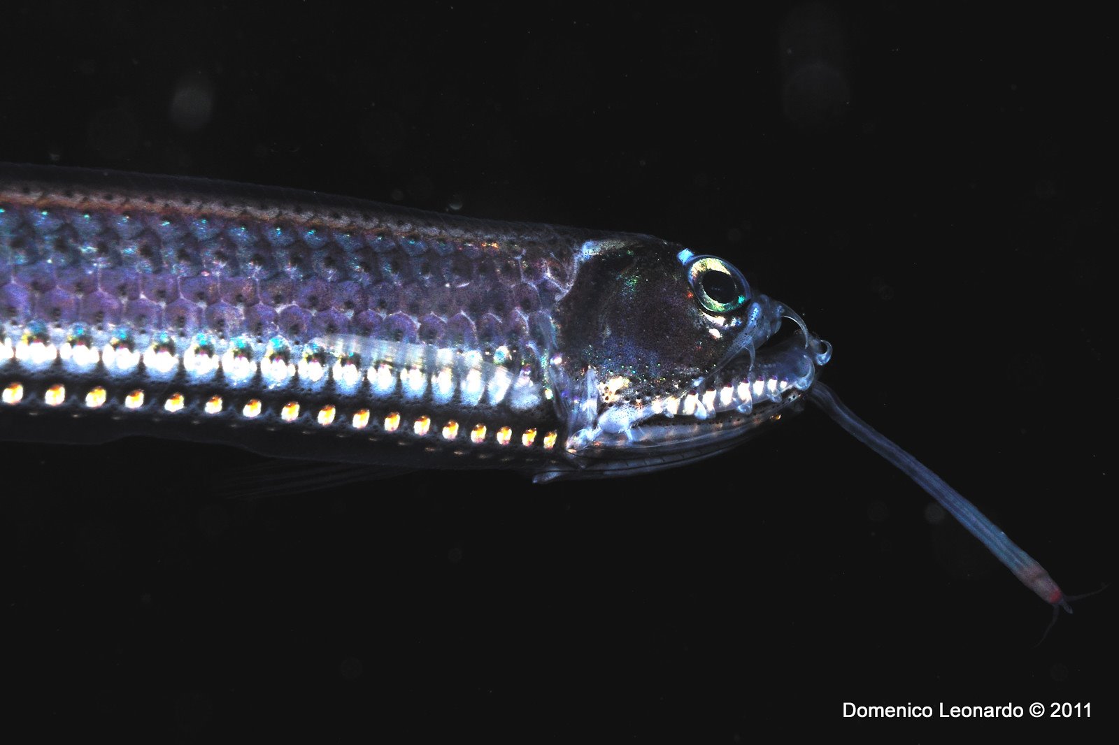 Pesce di profondit (Stomias boa)