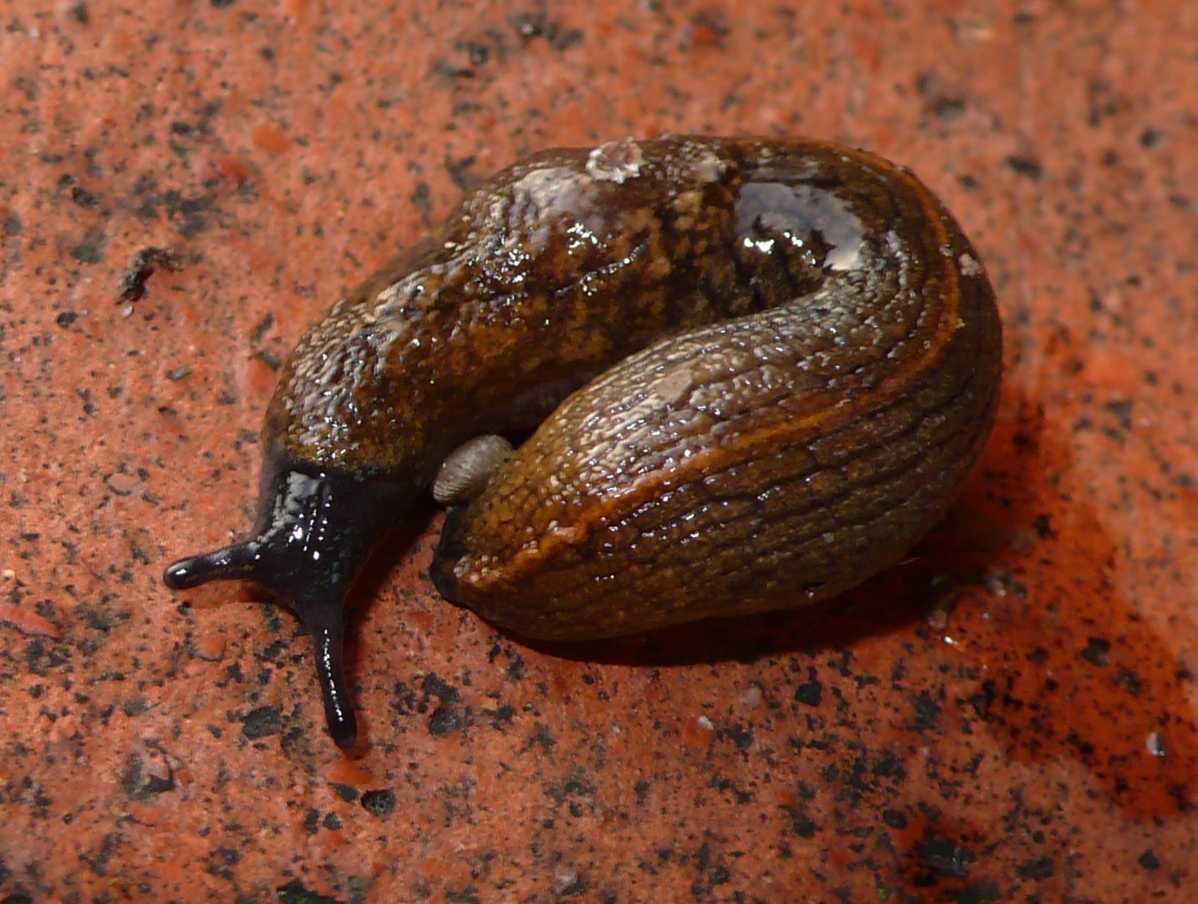 Tandonia budapestensis