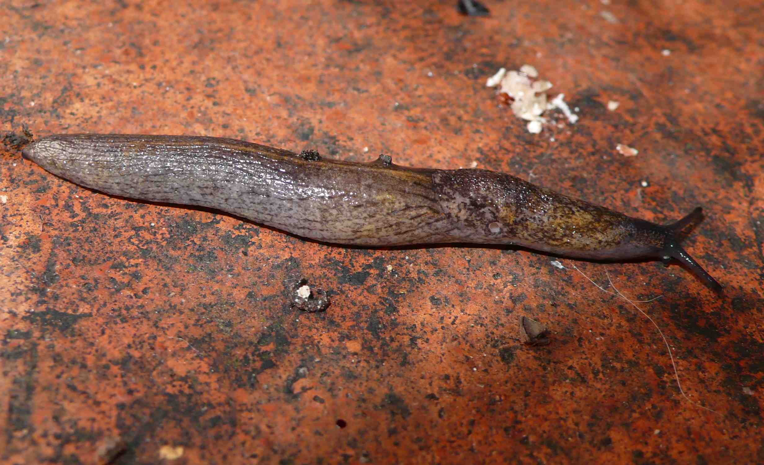 Tandonia budapestensis