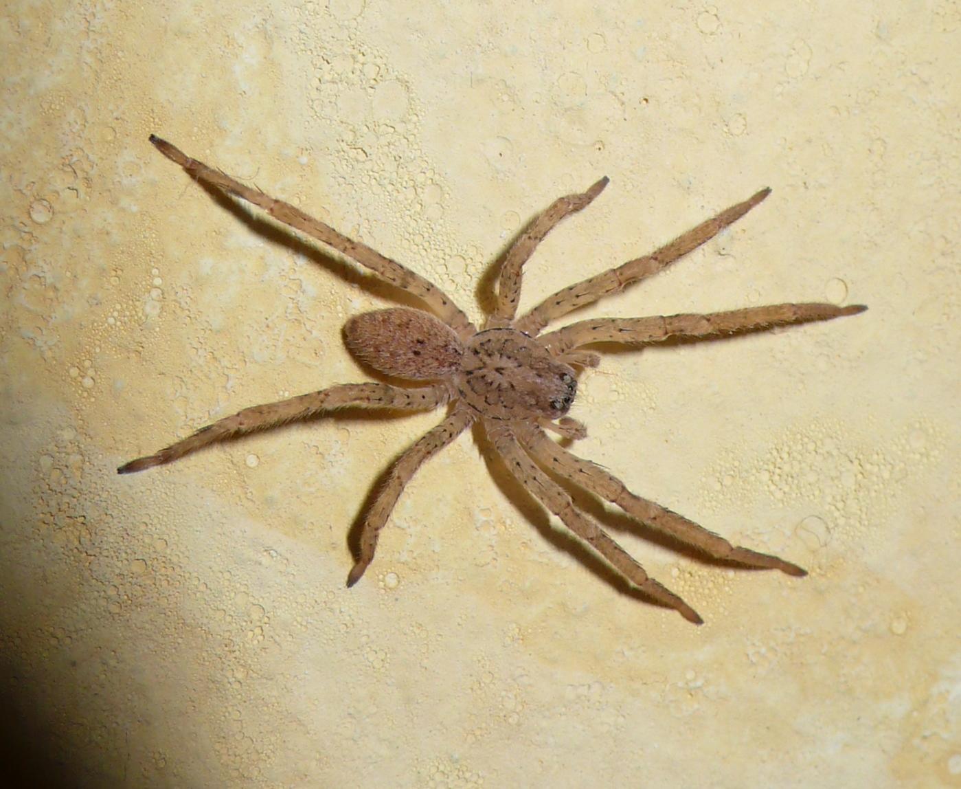 Zoropsis sp.