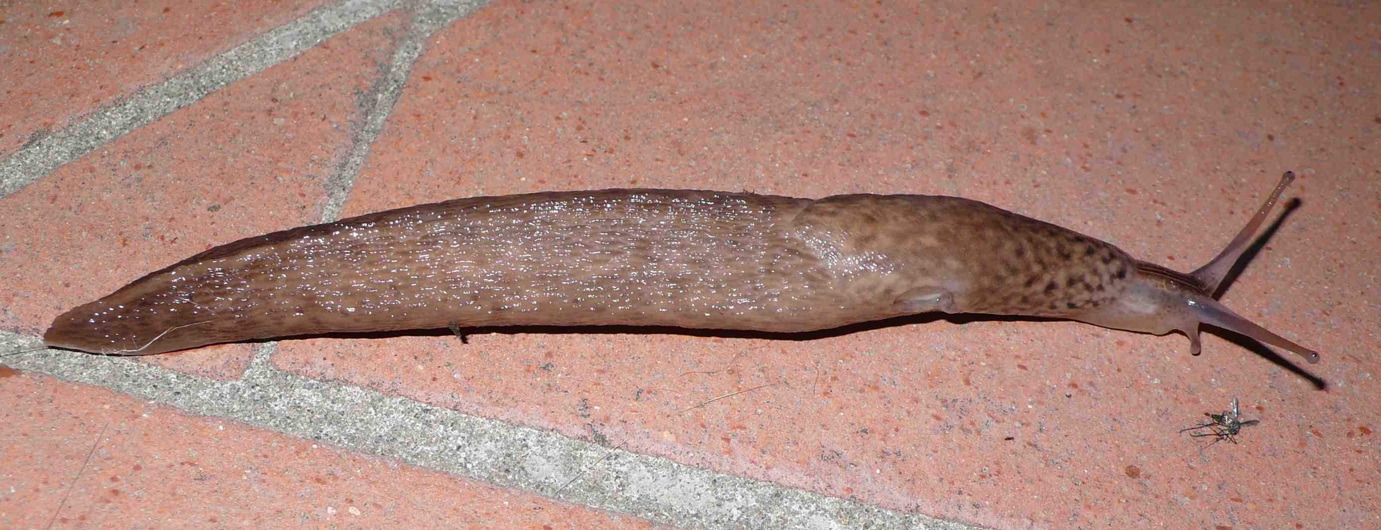 Animali domestici: Limax maximus in accoppiamento